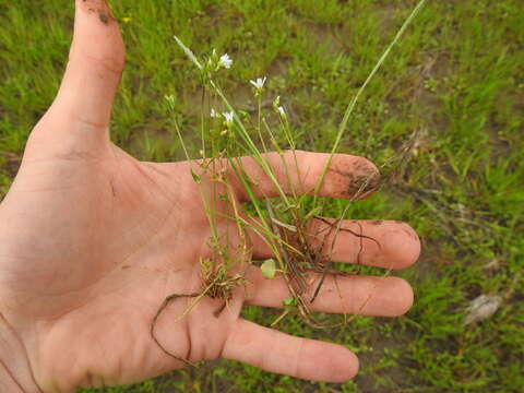 Image of doubtful chickweed