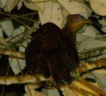 Image of Crested Fireback