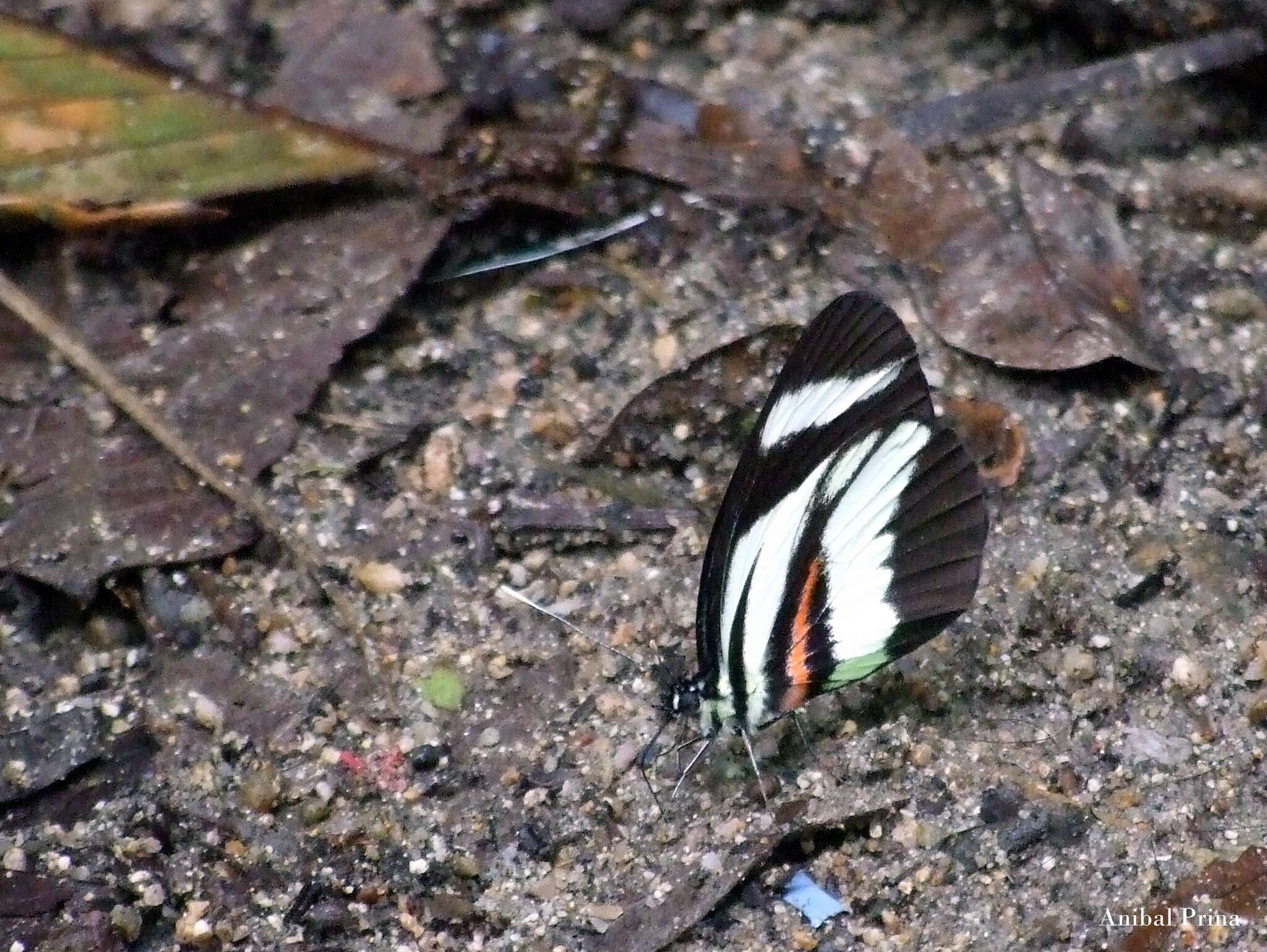 Image of Perrhybris lorena (Hewitson 1852)