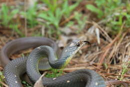 Image of Coluber constrictor anthicus (Cope 1862)