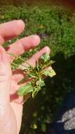 صورة Crepis aurea (L.) Cass.