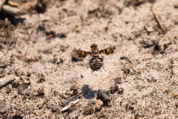 Image of Mottled bee-fly