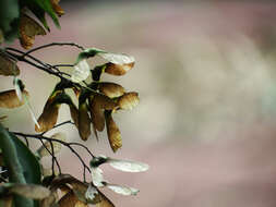 صورة Acer oblongum subsp. oblongum