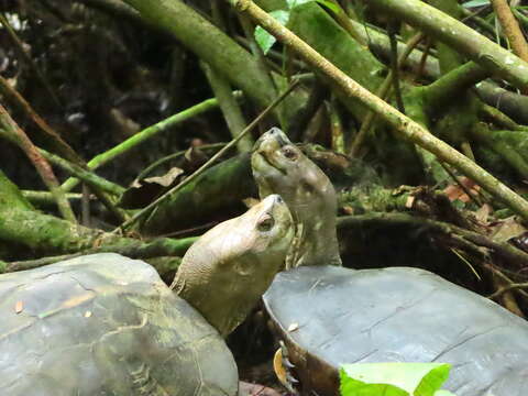 Image of Giant Asian Pond Turtle