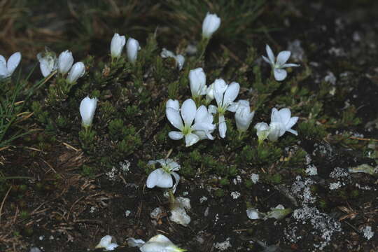 Image of Veronica densifolia F. Muell.