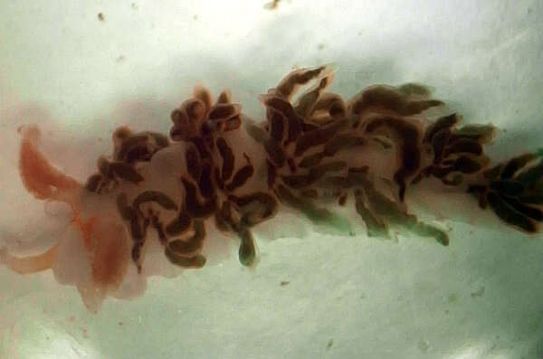 Image of Burnaia helicochorda (M. C. Miller 1988)