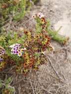 Image of Heliotropium pycnophyllum Phil.