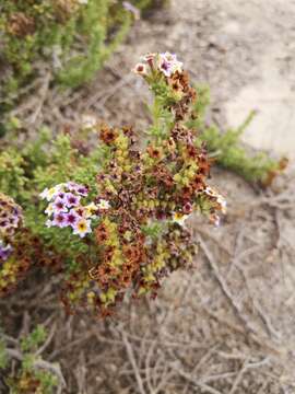 Imagem de Heliotropium pycnophyllum Phil.