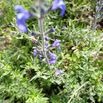 Imagem de Salvia chamaedryoides Cav.