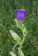 Image of Canterbury Bells