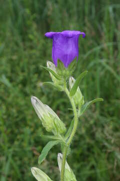 Image of Canterbury Bells