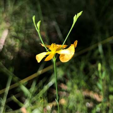 Image of sharplobe St. Johnswort