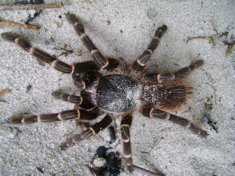 Image de Acanthoscurria juruenicola Mello-Leitão 1923