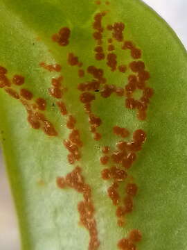 Puccinia aucta Berk. & F. Muell. 1872的圖片