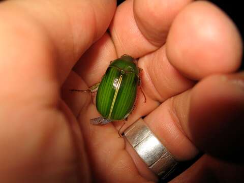 Image of Stethaspis