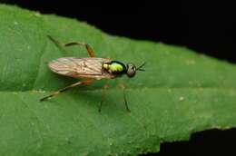 Image of Chorisops nagatomii Rozkosny 1979