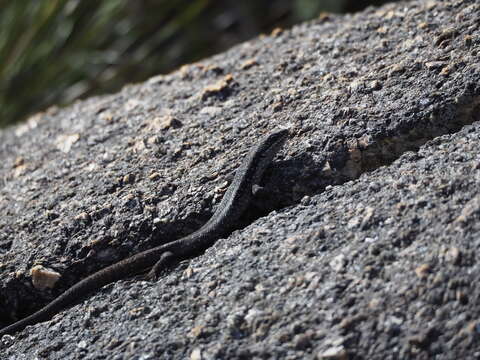 Image of South-western Crevice Skink