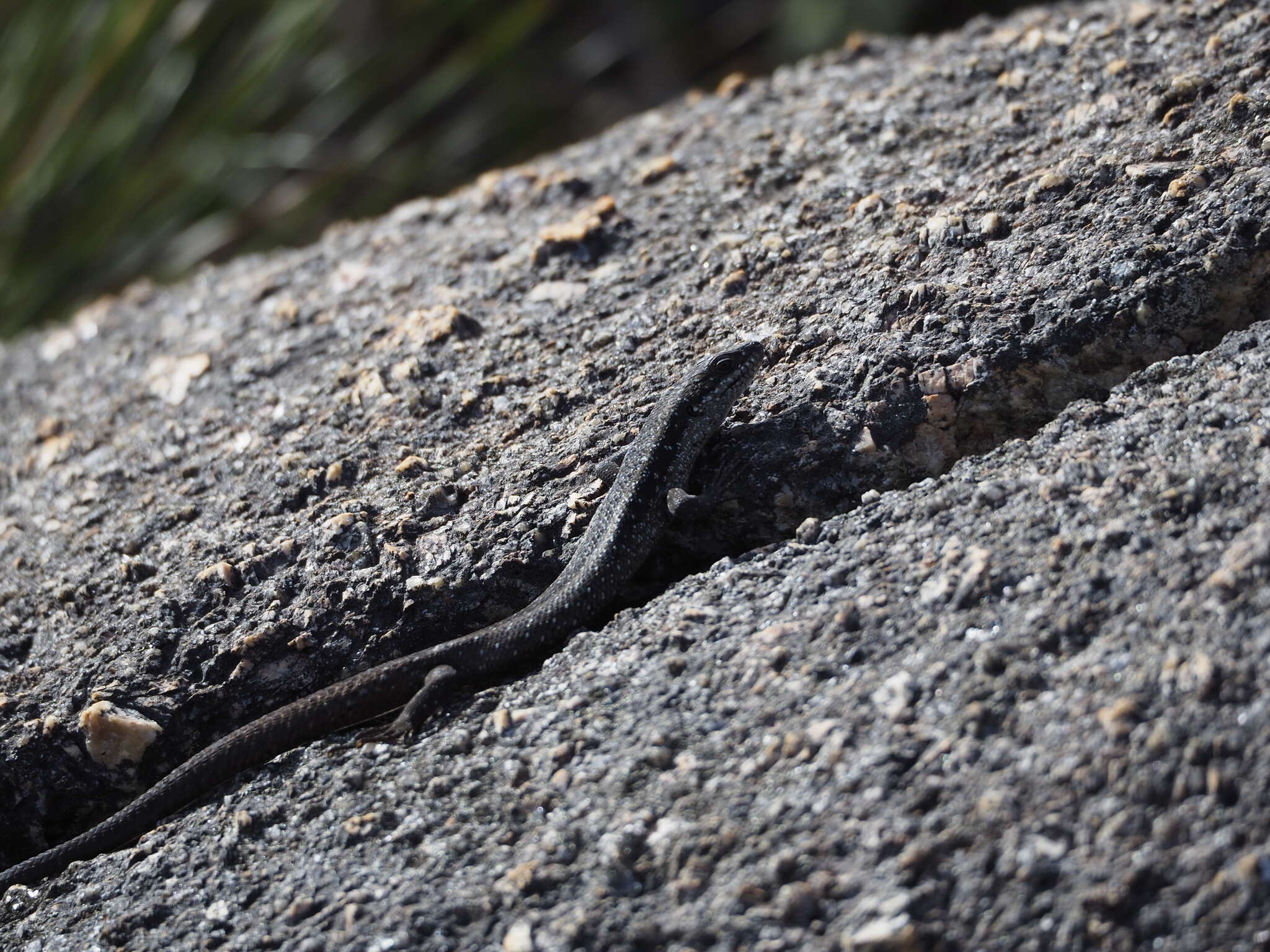 Plancia ëd Egernia napoleonis (Gray 1838)