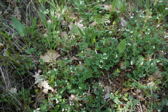 Image of Cretan crownvetch