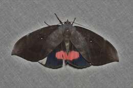 Image of Phyllodes conspicillator Cramer 1779