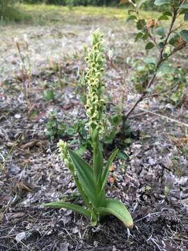 Image of Northern green orchid