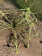 Image of Cyperus michelianus (L.) Delile