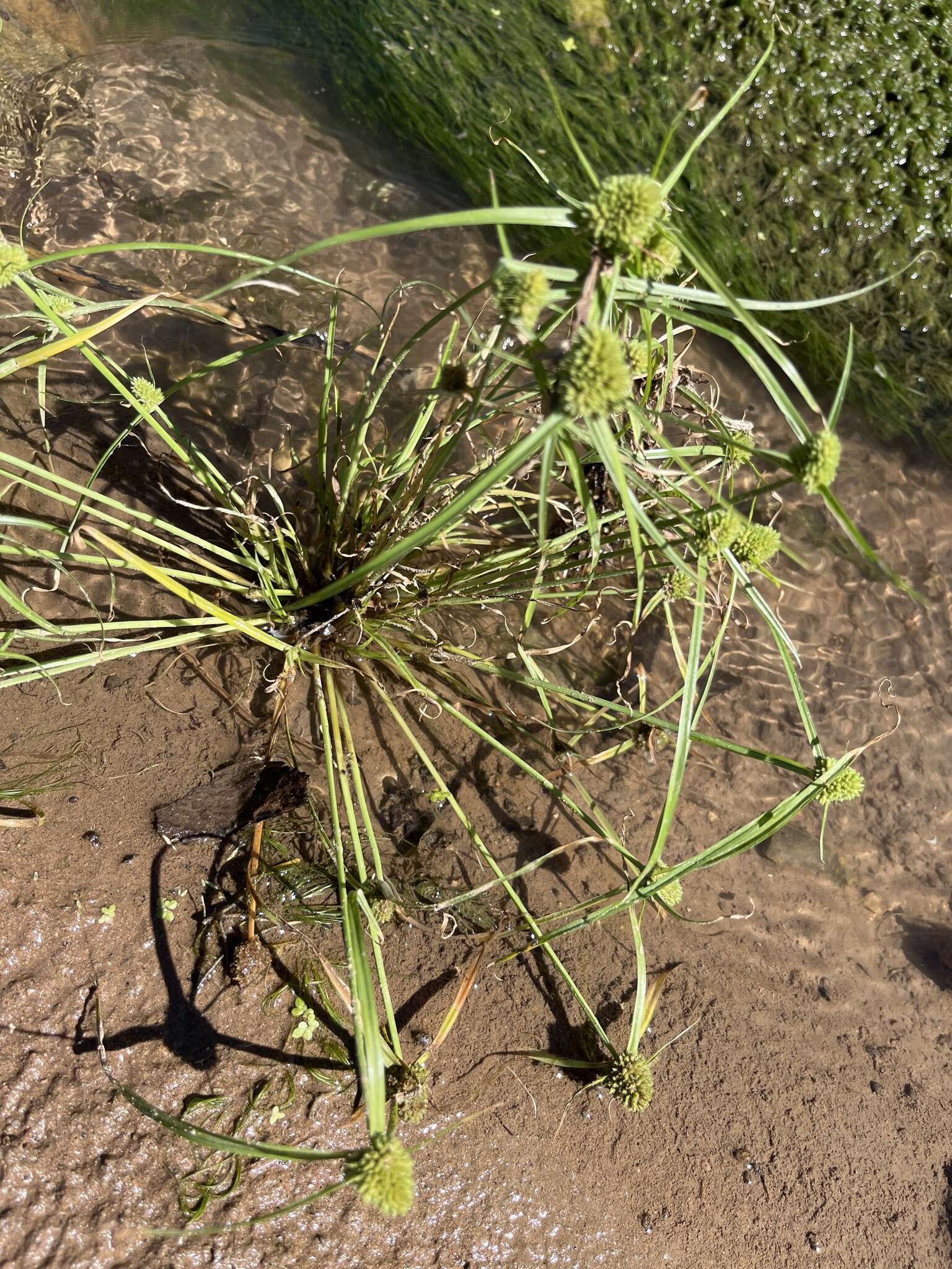 Слика од Cyperus michelianus (L.) Delile