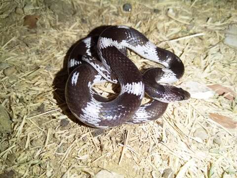 Image of Barred Wolf Snake