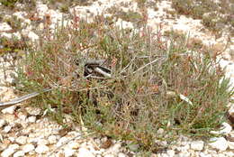 Image of Salicornia pillansii (Moss) Piirainen & G. Kadereit