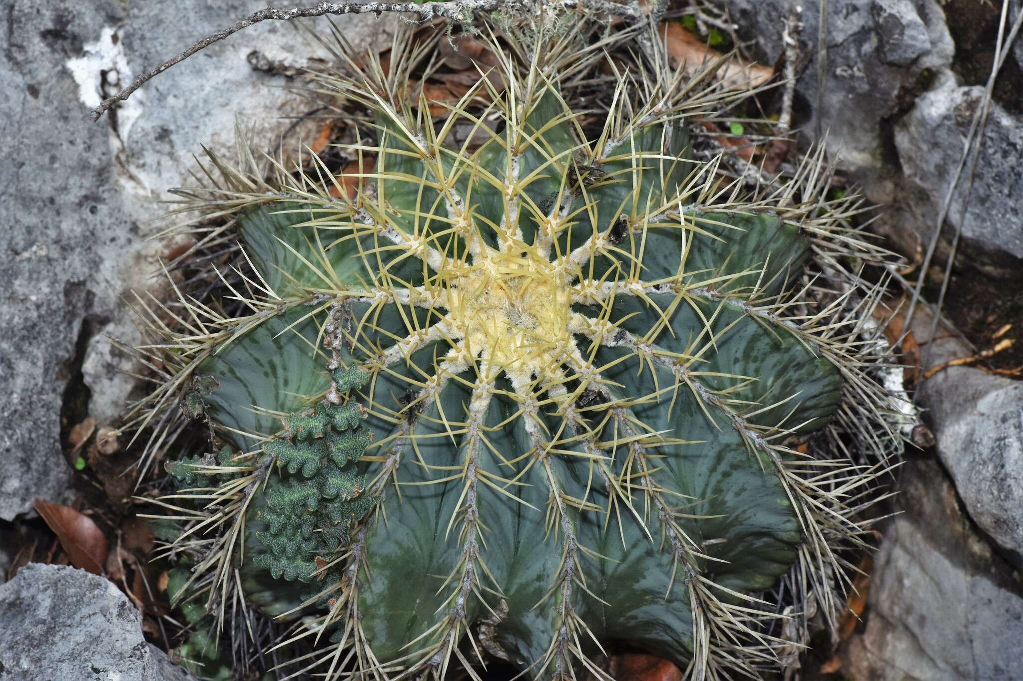 Ferocactus glaucescens (DC.) Britton & Rose resmi