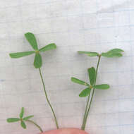 Image of hairy waterclover