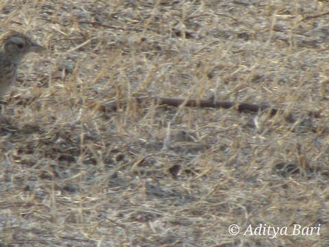 Image of Indian Bush Lark