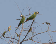 Image of Golden-collared Macaw