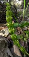 Image of Cruciata articulata (L.) Ehrend.