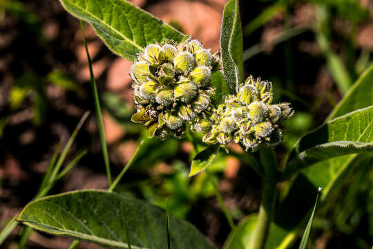 Image of Raphionacme galpinii Schltr.