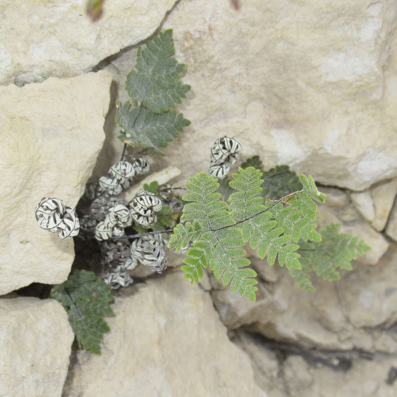 Image of Copeland's cloak fern