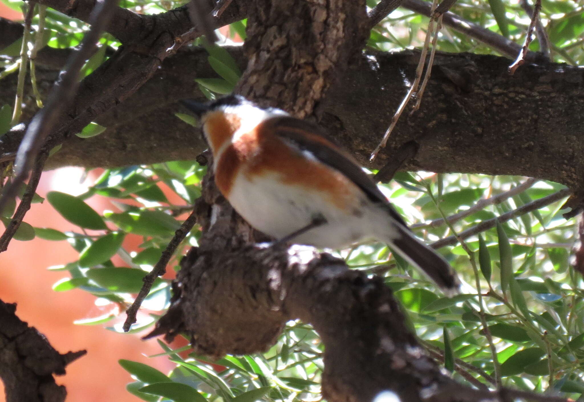 Image of Batis capensis capensis (Linnaeus 1766)