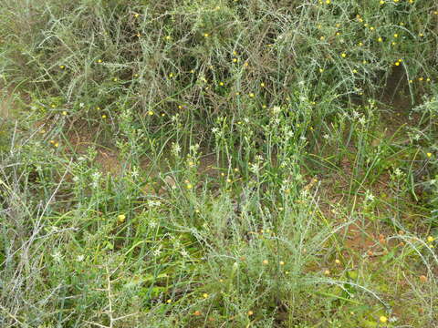 Image of Ornithogalum neopatersonia J. C. Manning & Goldblatt