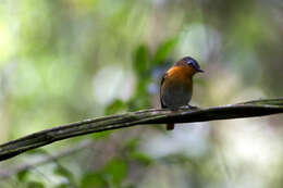 Image of Cossyphicula roberti roberti (Alexander 1903)