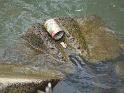 Image of Longfin eel