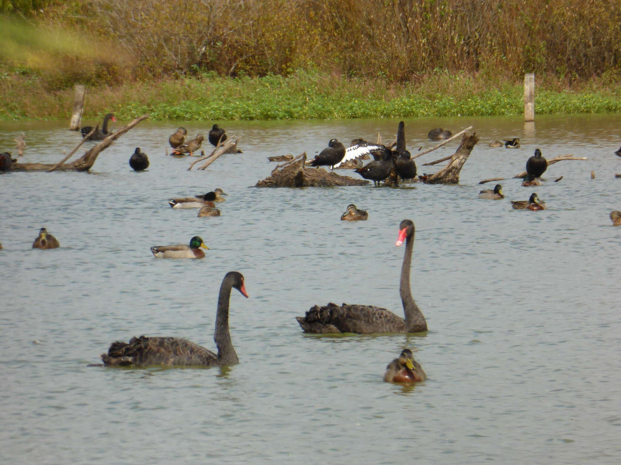 Image of Black Swan