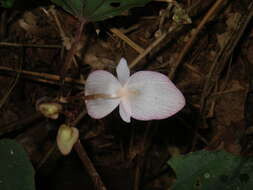 Image of Begonia handelii Irmsch.