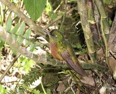 Image of Chestnut-breasted Coronet