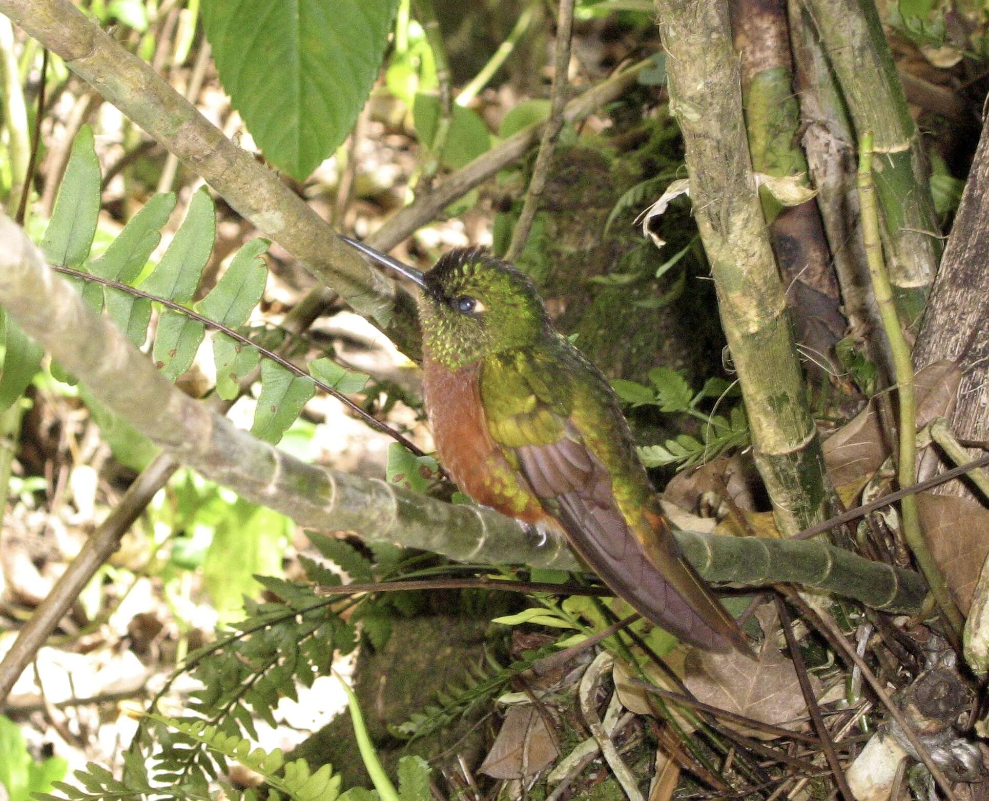 Image of Chestnut-breasted Coronet