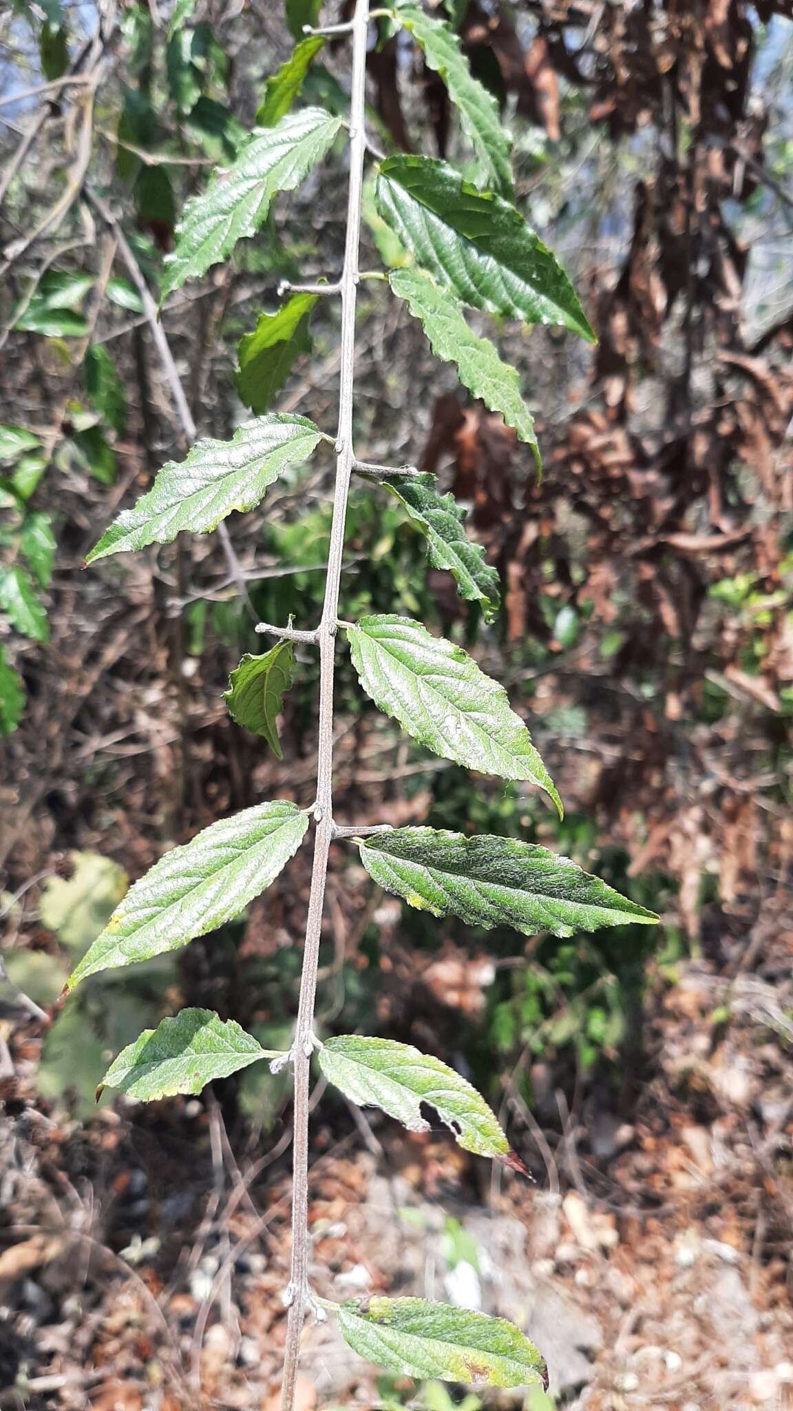 Image of Sageretia elegans (Kunth) Brongniart