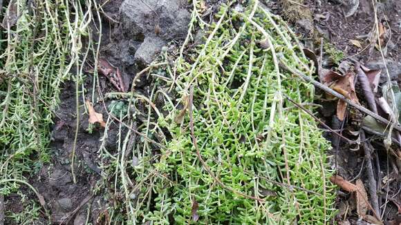 Image of Sedum greggii Hemsl.