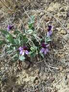 Image of Rainier Violet