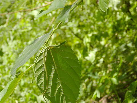 Image of Koshun Grass Lizard