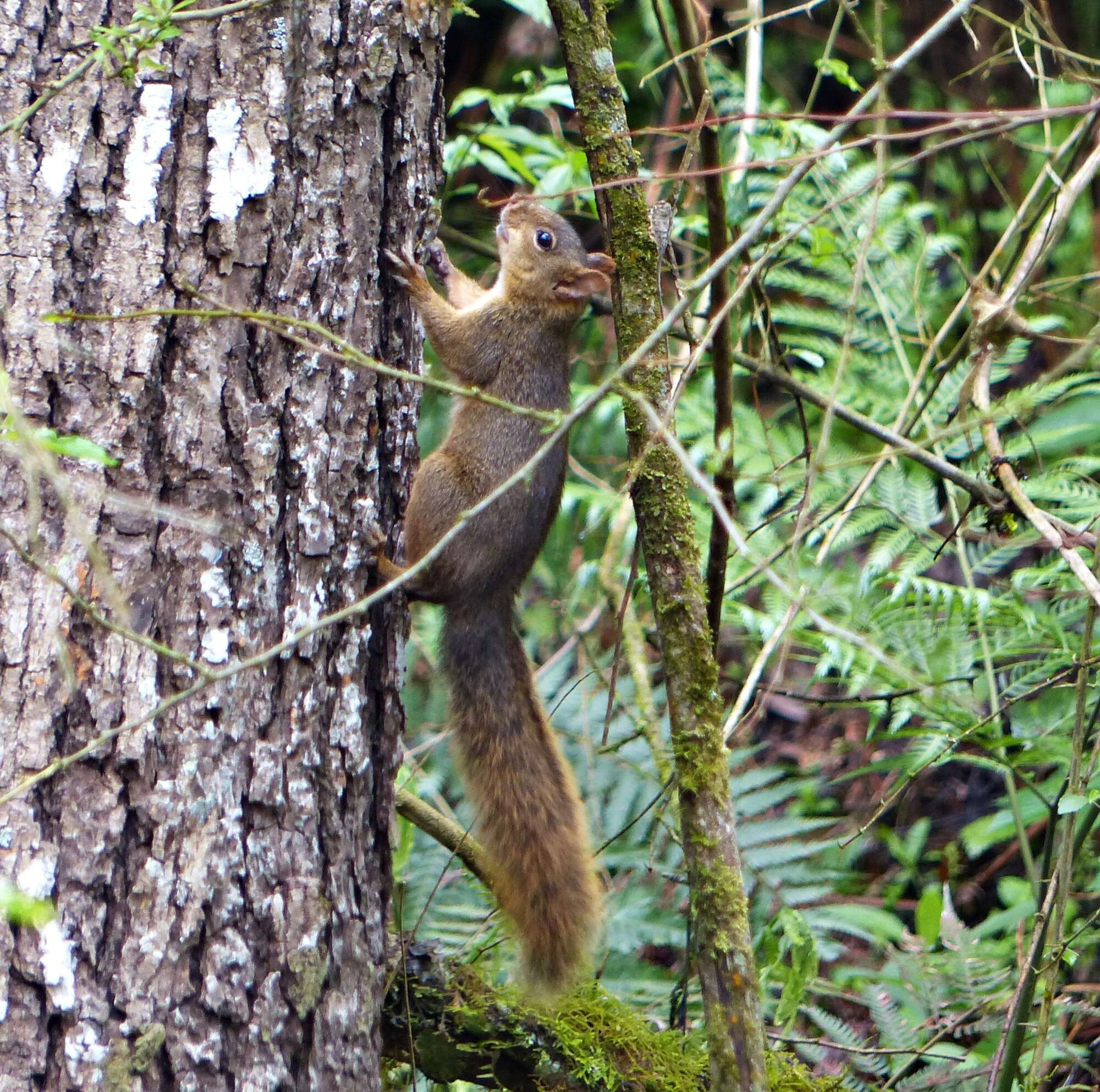 Image of Bolivian Squirrel