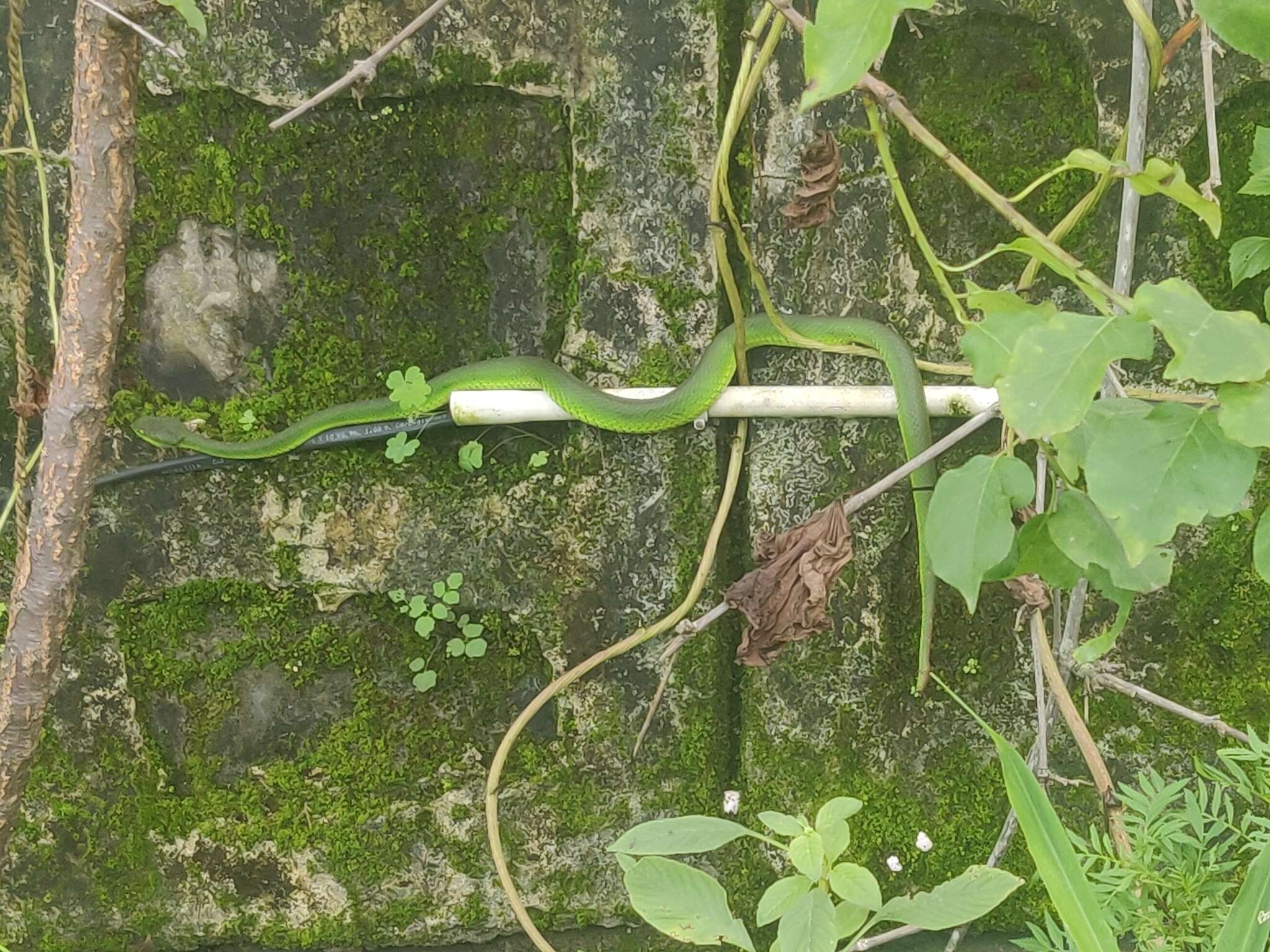 Image of Nepal pitviper